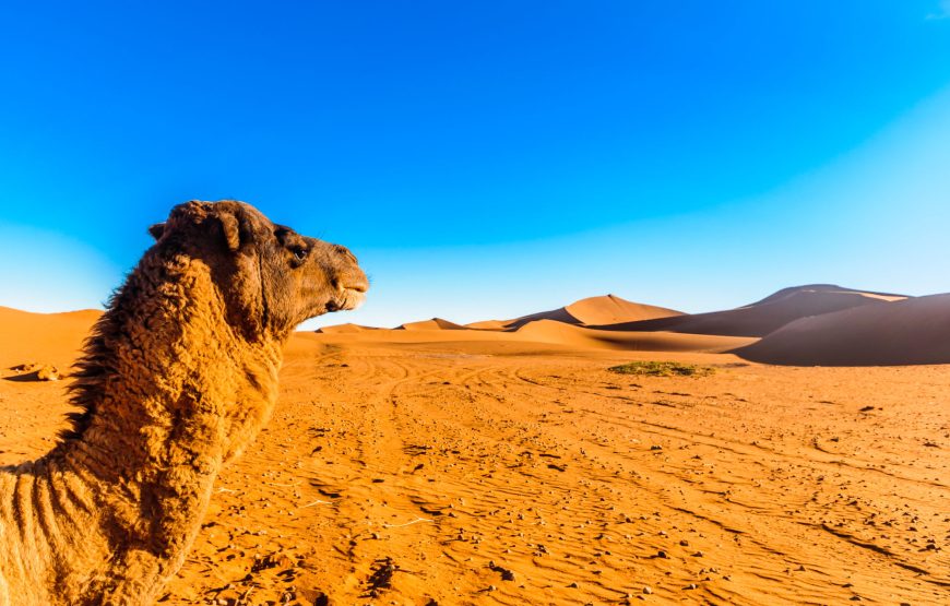 4 Days Ouarzazate to Erg Chegaga Desert Tours