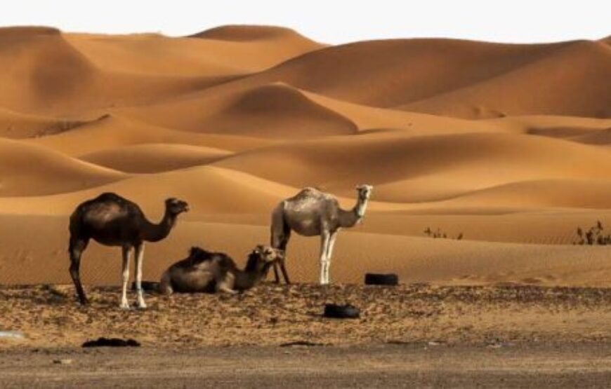 7 Days Combined Toubkal Summit and DesertTours From Marrakech