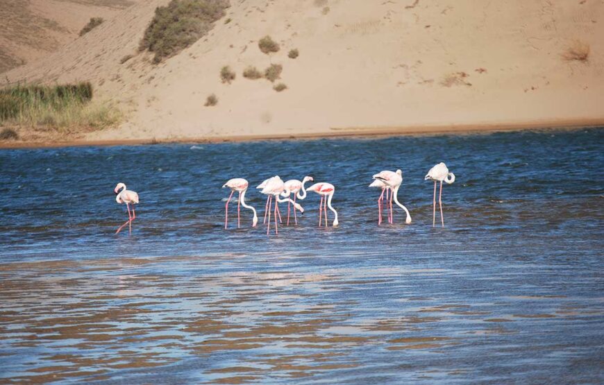 Massa 4×4 Desert Trip