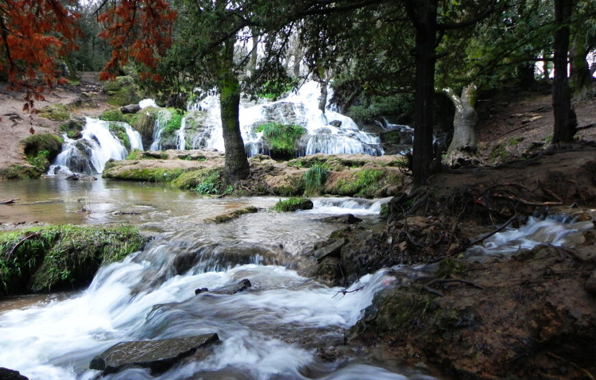 Day Trip from Fes to Ifrane & Cedar Forest