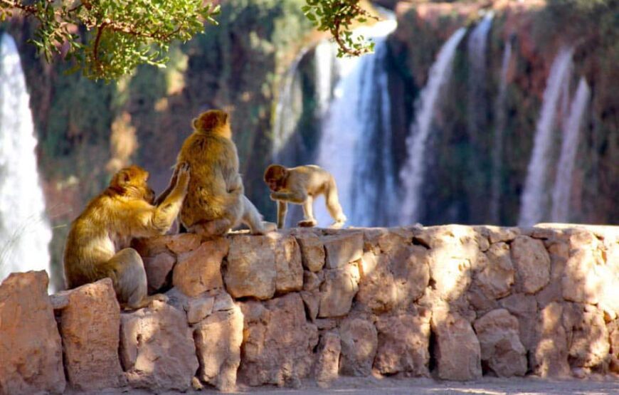 Ouzoud Waterfalls Day Trip from Marrakech